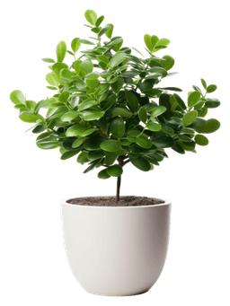 Plant Pot